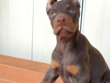Üst Kalite Doberman Yavruları