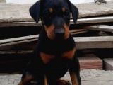 Üst Kalite Doberman Yavruları