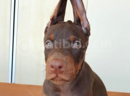 Üst Kalite Doberman Yavruları görsel