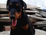 Üst Kalite Doberman Yavruları