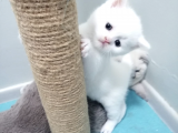 Kar Beyaz British Shorthair Yavrumuz