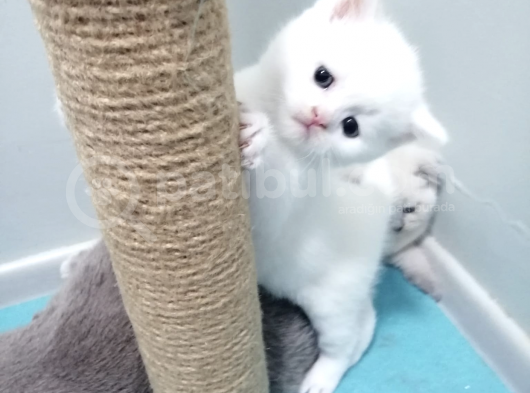 Kar Beyaz British Shorthair Yavrumuz görsel