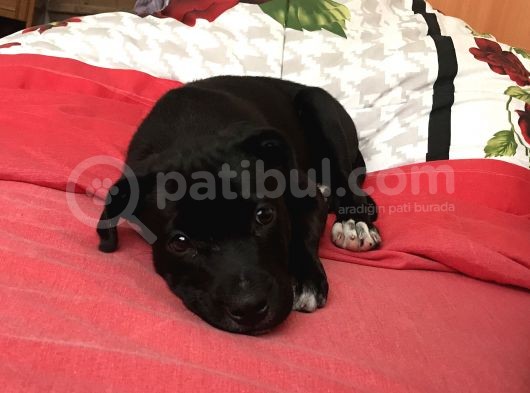 Pitbull Ve Arjantin Dogo Kırması