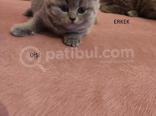 55 Günlük görsel