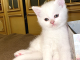 Kar Beyaz British Shorthair Yavrumuz
