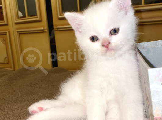 Kar Beyaz British Shorthair Yavrumuz