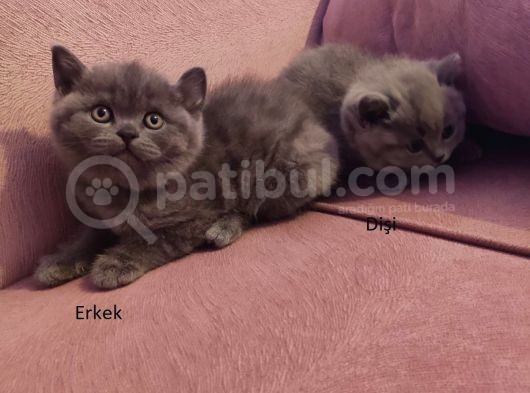 55 Günlük görsel