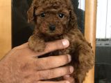 Şecereli̇ Di̇şi̇ Red Brown Toy Poodle