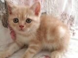 Safkan Bri̇ti̇sh Shorthai̇r Golden Yavrular