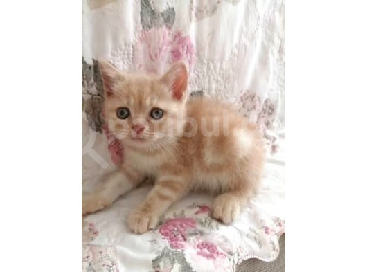 Safkan Bri̇ti̇sh Shorthai̇r Golden Yavrular