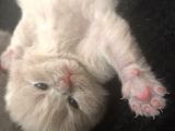 45 Günlük Scottish Fold Britishshort Hair Gri Ve Lilac Yavrular