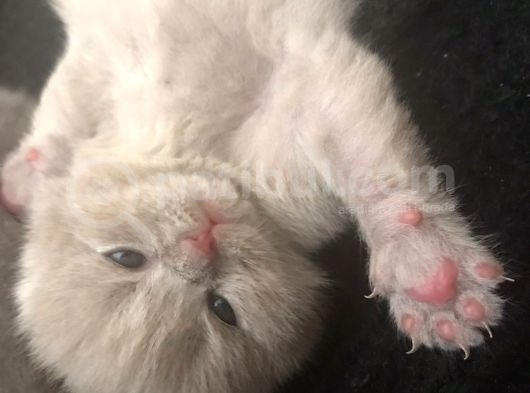 45 Günlük Scottish Fold Britishshort Hair Gri Ve Lilac Yavrular