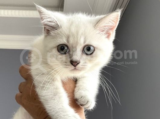 Lynx Point British Erkek Yavru