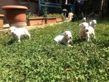 Dogo Argenti̇no Yavru 65 Günlük