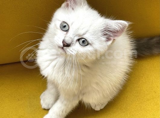 Lynx Point British Erkek Yavru görsel