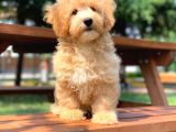 Renkli Terrier Degil Orjinal Maltipoo Arayanlara