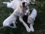 Dogo Argenti̇no Yavru 65 Günlük