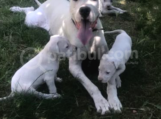 Dogo Argenti̇no Yavru 65 Günlük