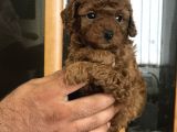 Şecereli̇ Di̇şi̇ Red Brown Toy Poodle