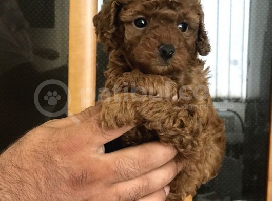 Şecereli̇ Di̇şi̇ Red Brown Toy Poodle görsel