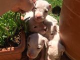 Dogo Argenti̇no Yavru 65 Günlük