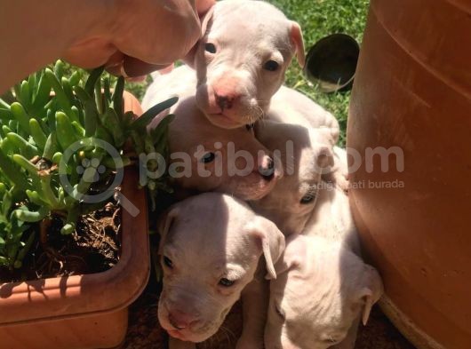 Dogo Argenti̇no Yavru 65 Günlük görsel