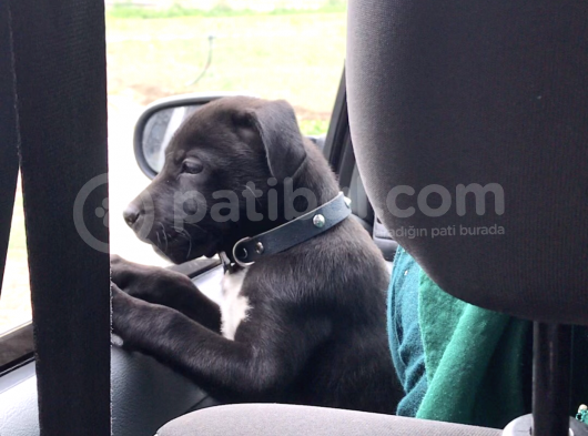 Pitbull Ve Arjantin Dogo Kırması görsel