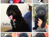 Toy poodle Dişi/Erkek