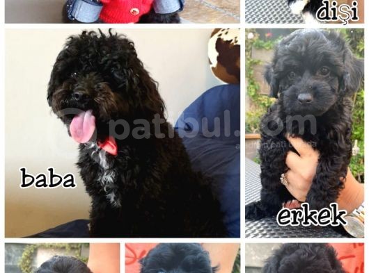 Toy Poodle Dişi/Erkek