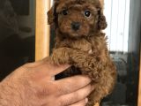 Şecereli̇ Di̇şi̇ Red Brown Toy Poodle
