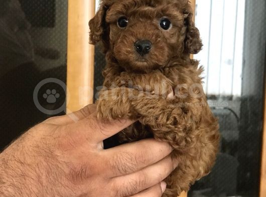 Şecereli̇ Di̇şi̇ Red Brown Toy Poodle görsel