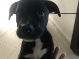 Pitbull Ve Arjantin Dogo Kırması