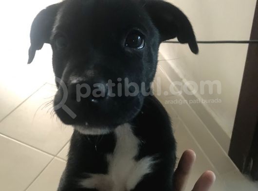 Pitbull Ve Arjantin Dogo Kırması görsel