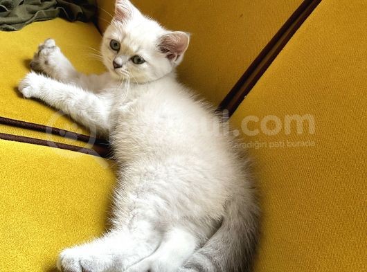 Lynx Point British Erkek Yavru görsel
