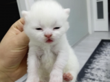Kar Beyaz British Shorthair Yavrumuz