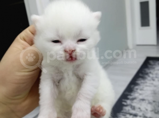 Kar Beyaz British Shorthair Yavrumuz görsel