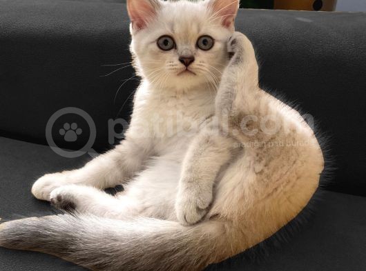 Lynx Point British Erkek Yavru görsel