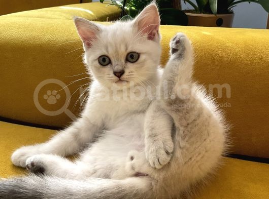 Lynx Point British Erkek Yavru görsel