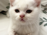 Kar Beyaz British Shorthair Yavrumuz