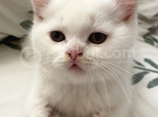 Kar Beyaz British Shorthair Yavrumuz görsel