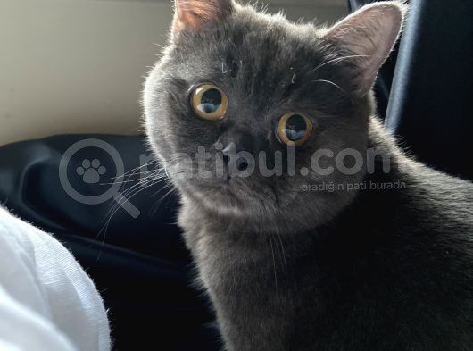 1 Yaşında Erkek Kedimi Sahiplendirmek Istiyorum görsel