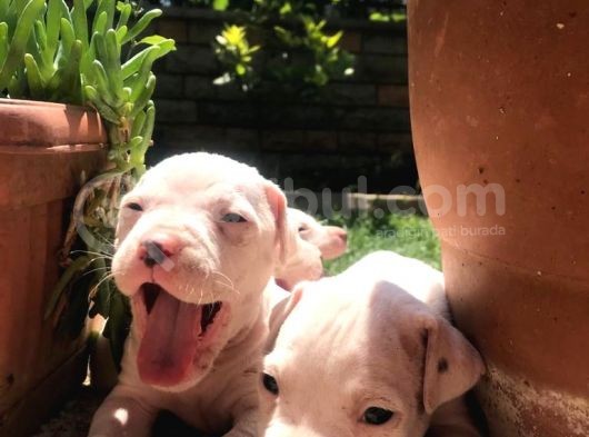 Dogo Argenti̇no Yavru 65 Günlük görsel