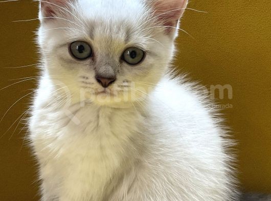 Lynx Point British Erkek Yavru görsel