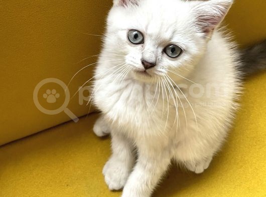 Lynx Point British Erkek Yavru görsel