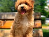 Ureticiden F1 Safkan Maltipoo Yavrularimiz