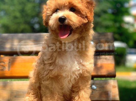 Ureticiden F1 Safkan Maltipoo Yavrularimiz görsel