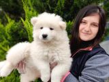 Samoyed Yavru (Bursa Köpek Okulu)