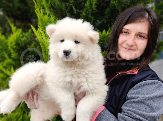 Samoyed Yavru (Bursa Köpek Okulu) görsel