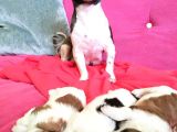 Show Kalite Shih Tzu