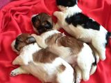 Show Kalite Shih Tzu